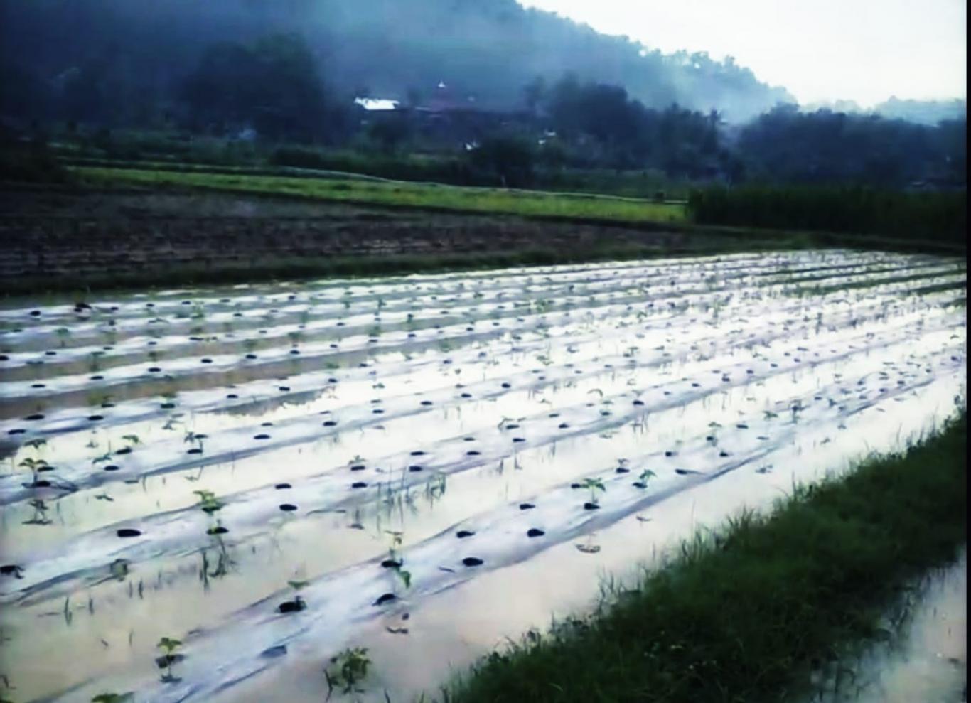 PETANI MILENIAL SELOHARJO HARUS MENGERTI PRANATA MONGSO.