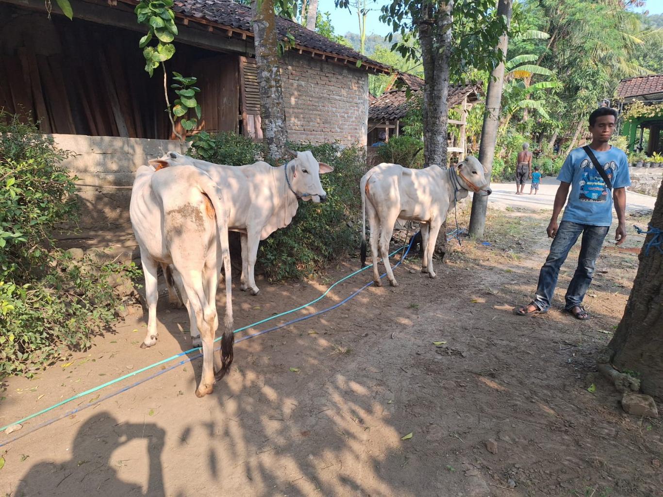 PENYERAHAN BANTUAN LEMBU DARI DINAS PERTANIAN DI DUSUN PENTUNG, DERMOJURANG DAN DUKUH