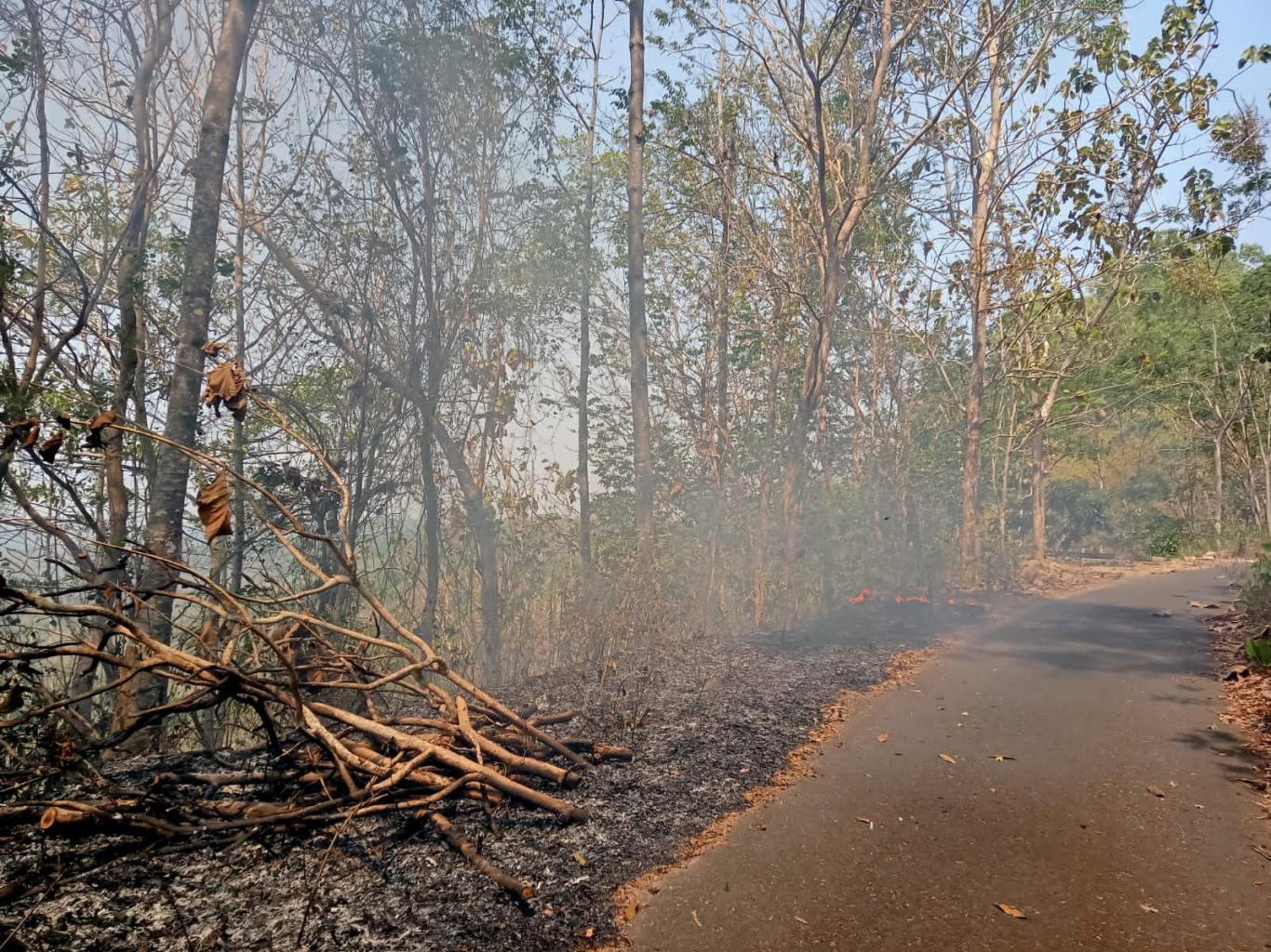 Kebakaran Hutan di Surocolo Padukuhan Poyahan