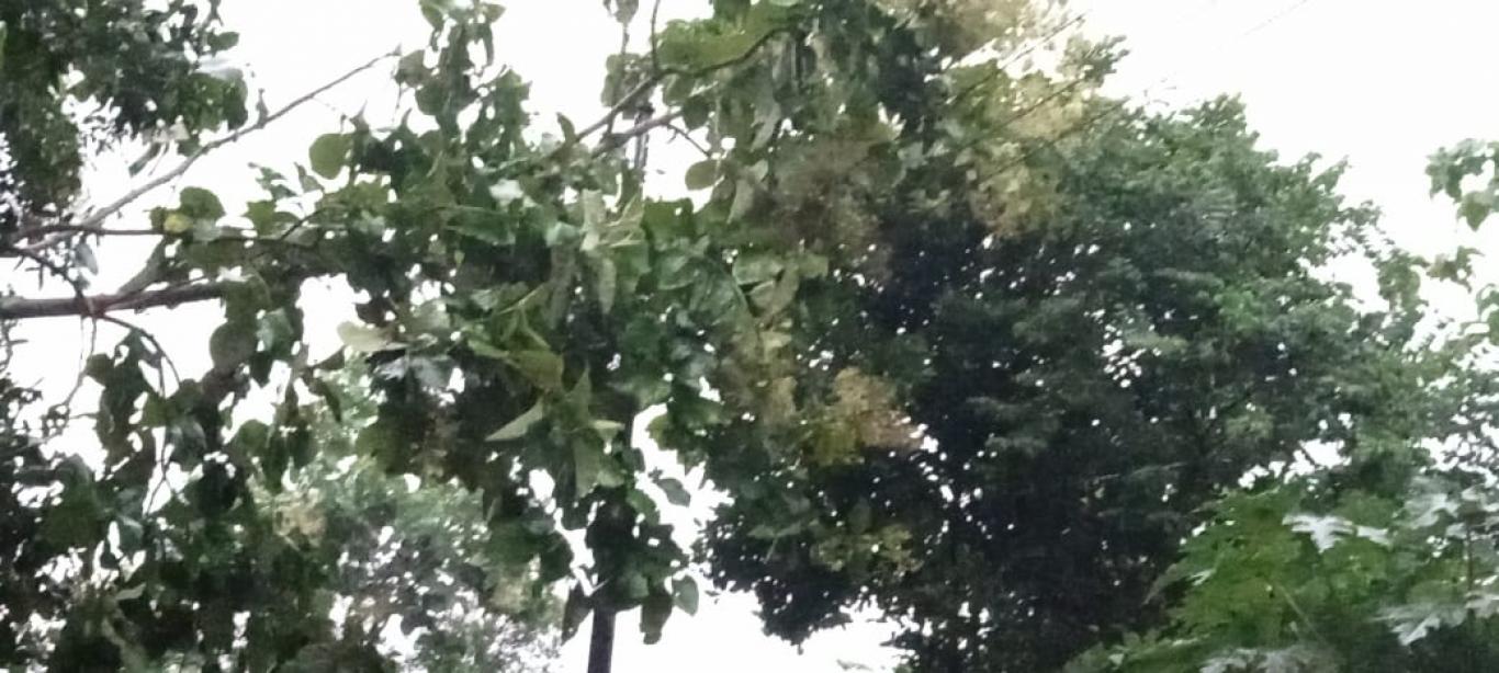 Bencana Angin Kencang disertai Hujan di Wilayah Seloharjo