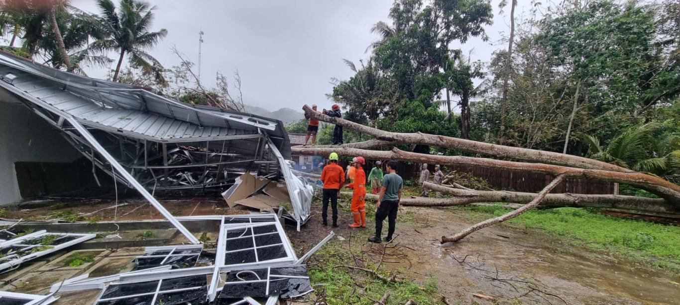 Pohon Tumbang di Padukuhan Ngentak Seloharjo 