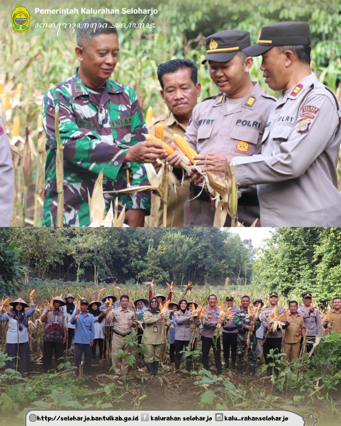 Panen Raya Jagung