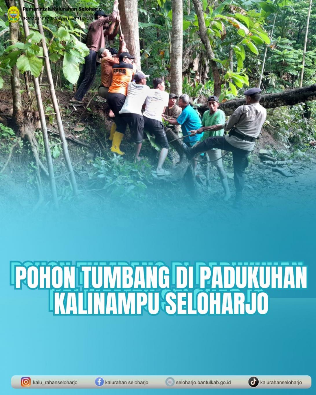 Pohon Tumbang di Padukuhan Kalinampu Seloharjo