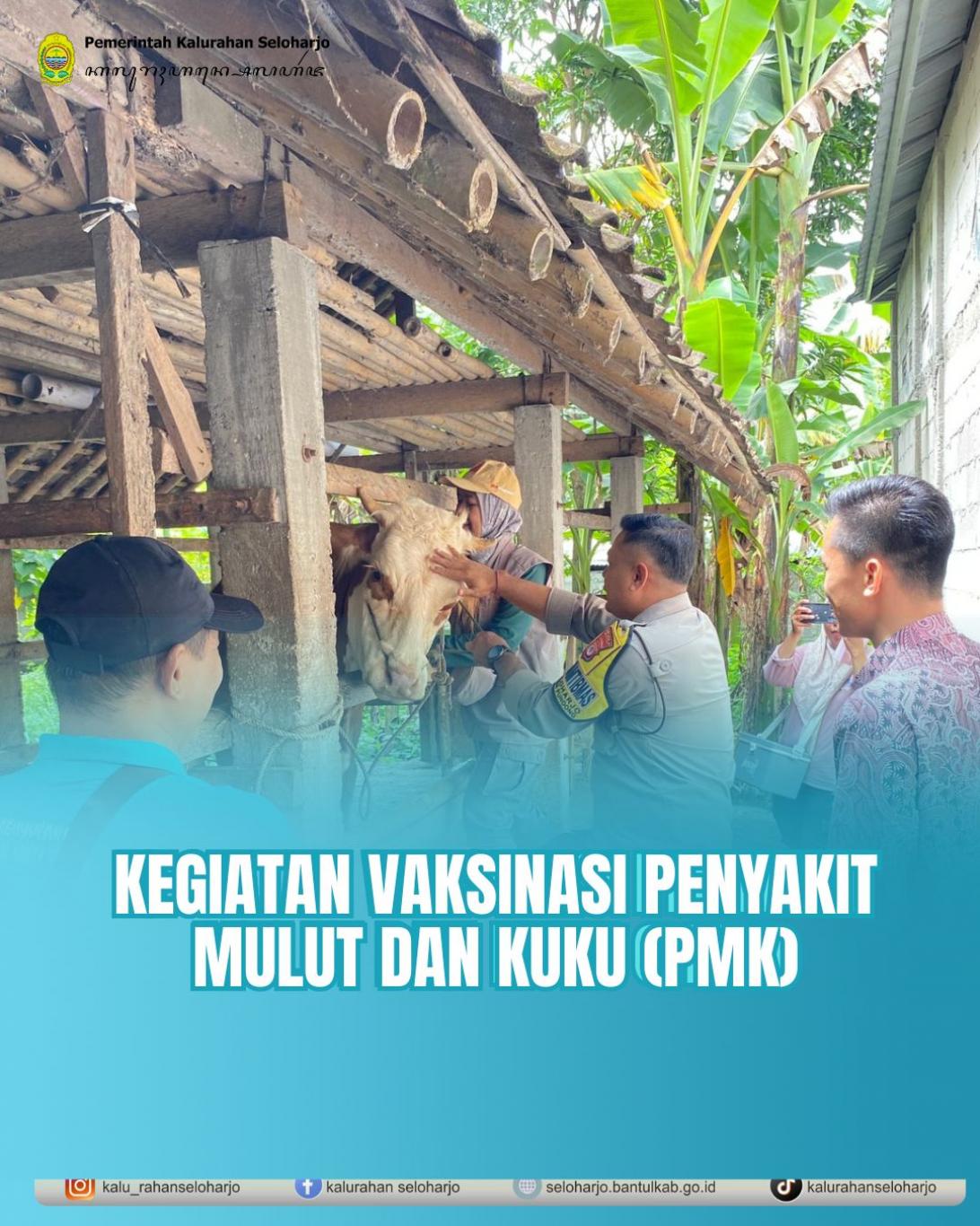 Kegiatan Vaksinasi Penyakit Mulut dan Kuku (PMK)
